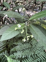 Psychotria loniceroides