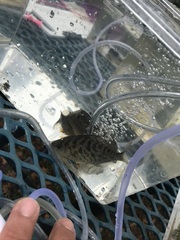 Hysterocarpus traskii traskii