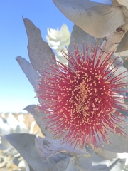 Eucalyptus macrocarpa