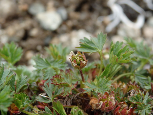 Image of Potentilla elegans by no rights reserved