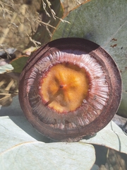 Eucalyptus macrocarpa