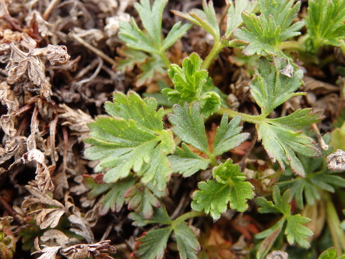 Image of Potentilla elegans by no rights reserved