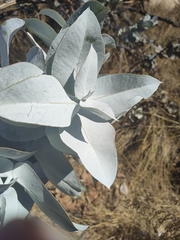 Eucalyptus macrocarpa