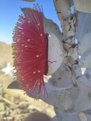 Eucalyptus macrocarpa