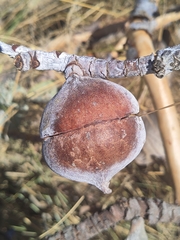 Eucalyptus macrocarpa