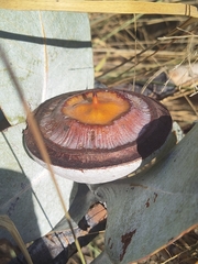 Eucalyptus macrocarpa