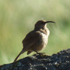 Upucerthia validirostris