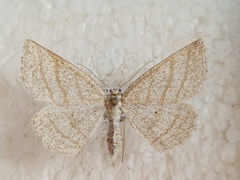 Perconia strigillaria