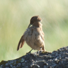 Upucerthia validirostris