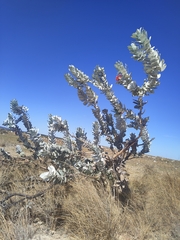 Eucalyptus macrocarpa