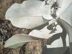 Eucalyptus macrocarpa