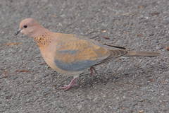 Streptopelia senegalensis