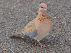 Streptopelia senegalensis