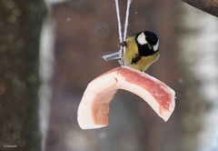 Parus major