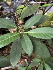Psychotria loniceroides