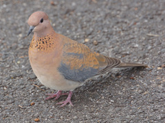 Streptopelia senegalensis
