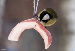 Parus major