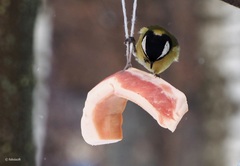 Parus major