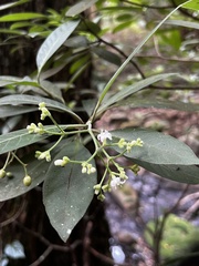Psychotria loniceroides