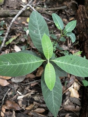 Psychotria loniceroides