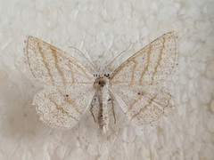 Perconia strigillaria