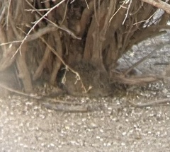 Sigmodon arizonae
