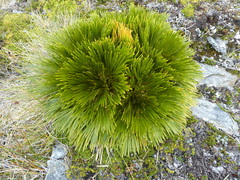 Aciphylla divisa