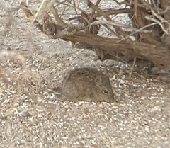 Sigmodon arizonae