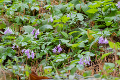 Plectranthus saccatus
