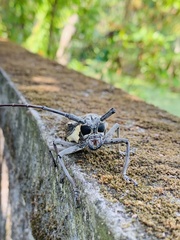 Batocera rufomaculata