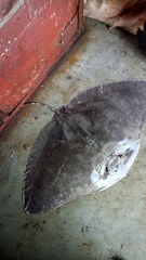 Gymnura poecilura