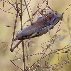 Conocephalus bilineatus