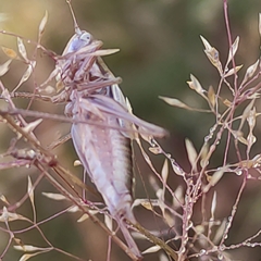 Conocephalus bilineatus