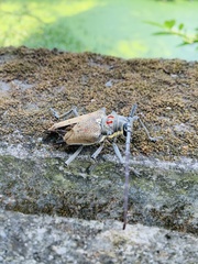 Batocera rufomaculata