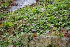 Plectranthus saccatus