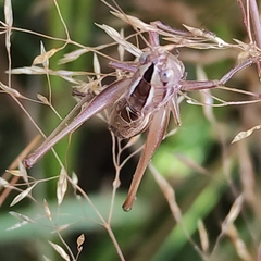 Conocephalus bilineatus