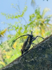 Batocera rufomaculata