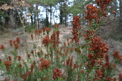 Erica multiflora
