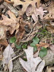 Ranunculus abortivus