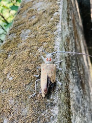 Batocera rufomaculata