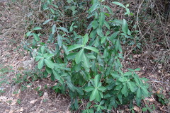 Bupleurum fruticosum