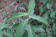 Bupleurum fruticosum