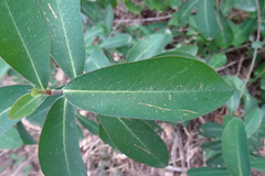 Bupleurum fruticosum