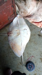 Gymnura poecilura