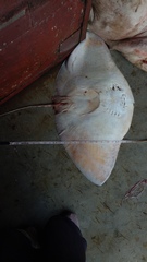 Gymnura poecilura