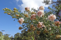 Grevillea crithmifolia
