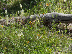 Ptilotus polystachyus
