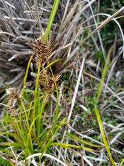 Carex edura
