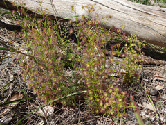 Drosera porrecta