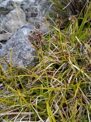 Carex edura
